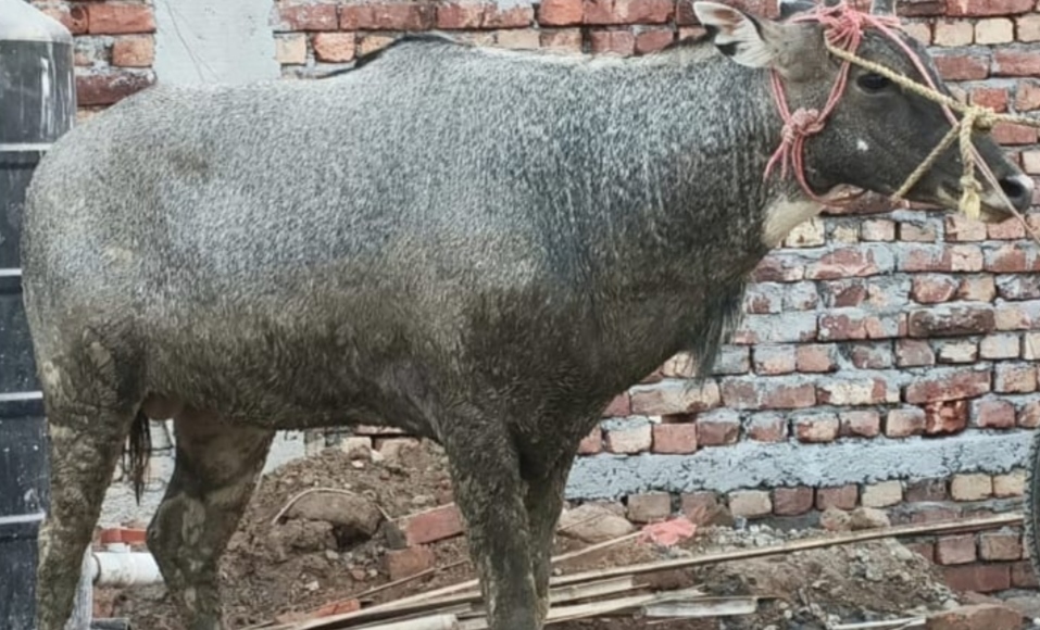 कादोगांव में भटकी नीलगाय, प्रशासन ने लिया कब्जे में ग्रामीणों में उत्सुकता